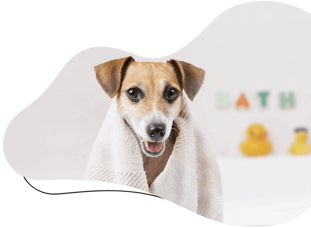 https://moolly.pet/wp-content/uploads/2019/07/hero_image_01.png