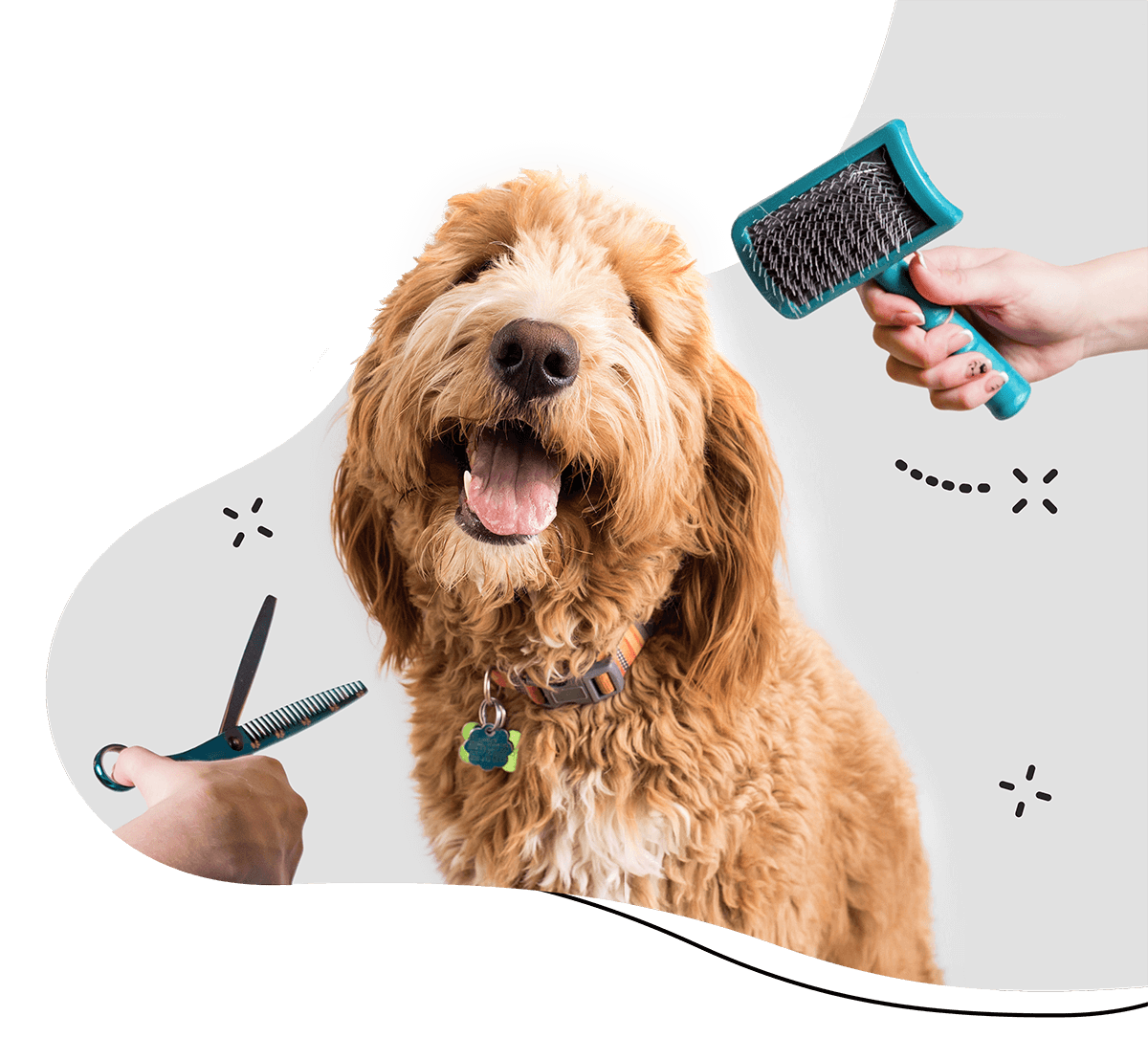 https://moolly.pet/wp-content/uploads/2019/08/hero_home_3.png
