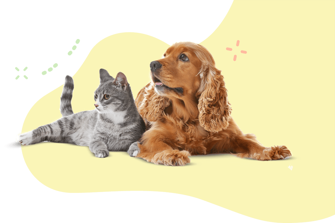 https://moolly.pet/wp-content/uploads/2019/08/hero_image_11.png