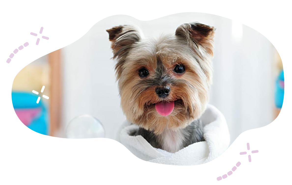 https://moolly.pet/wp-content/uploads/2026/03/dde3433.png